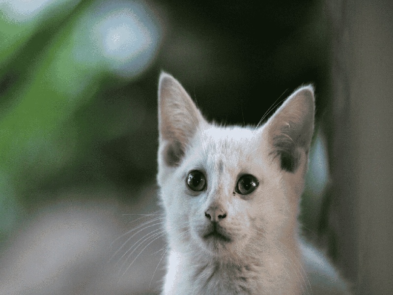 弱精男试管（试管婴儿文档）